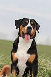 GRAND BOUVIER SUISSE 090